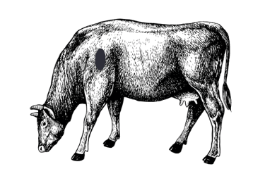 Rind Flat Iron